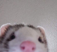 Ferrets