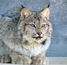 Lynx