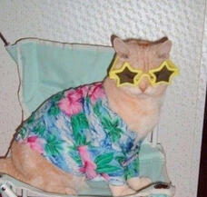 fool, caps, maefly, jester