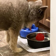 Fruit, Sal, Pidge, Jane, Rage