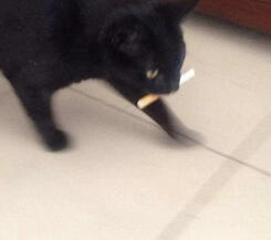 Alex, Tim, Lauren, Will, Jay