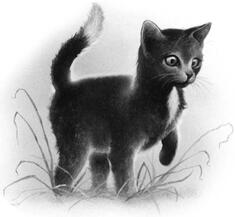 RavenPaw from Warrior Cats